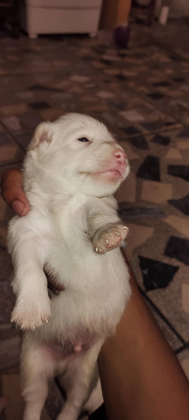 Russian dogs 1