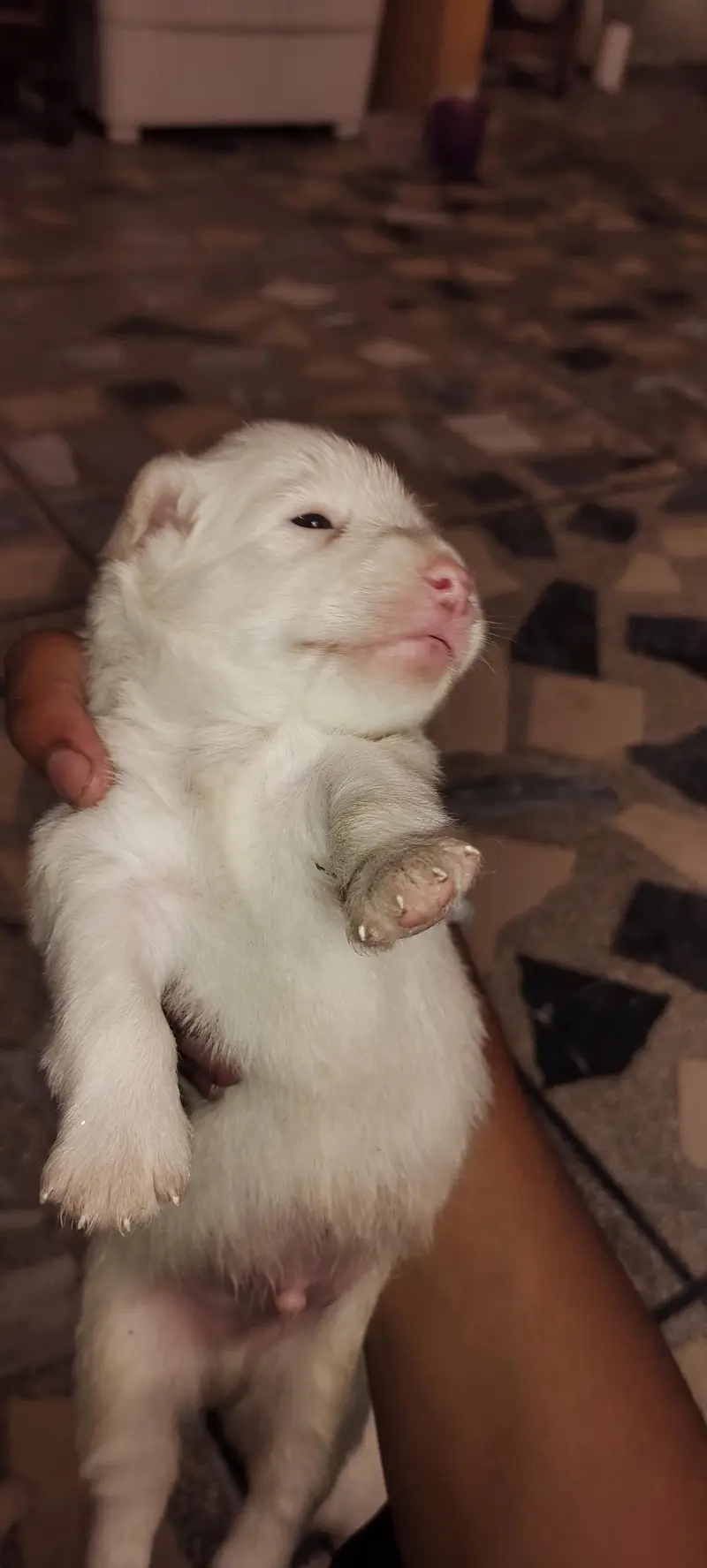 Russian dogs — photo 2
