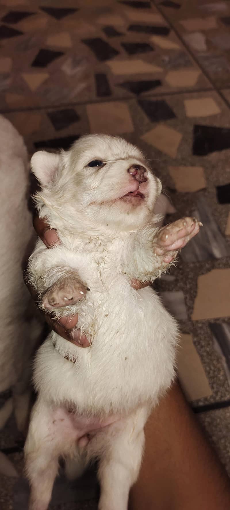 Russian dogs 2