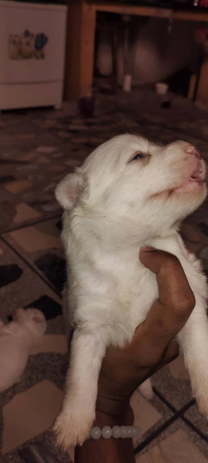 Russian dogs 4