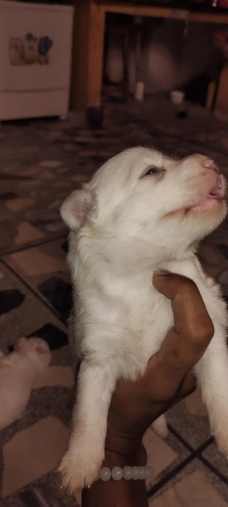 Russian dogs — photo 5