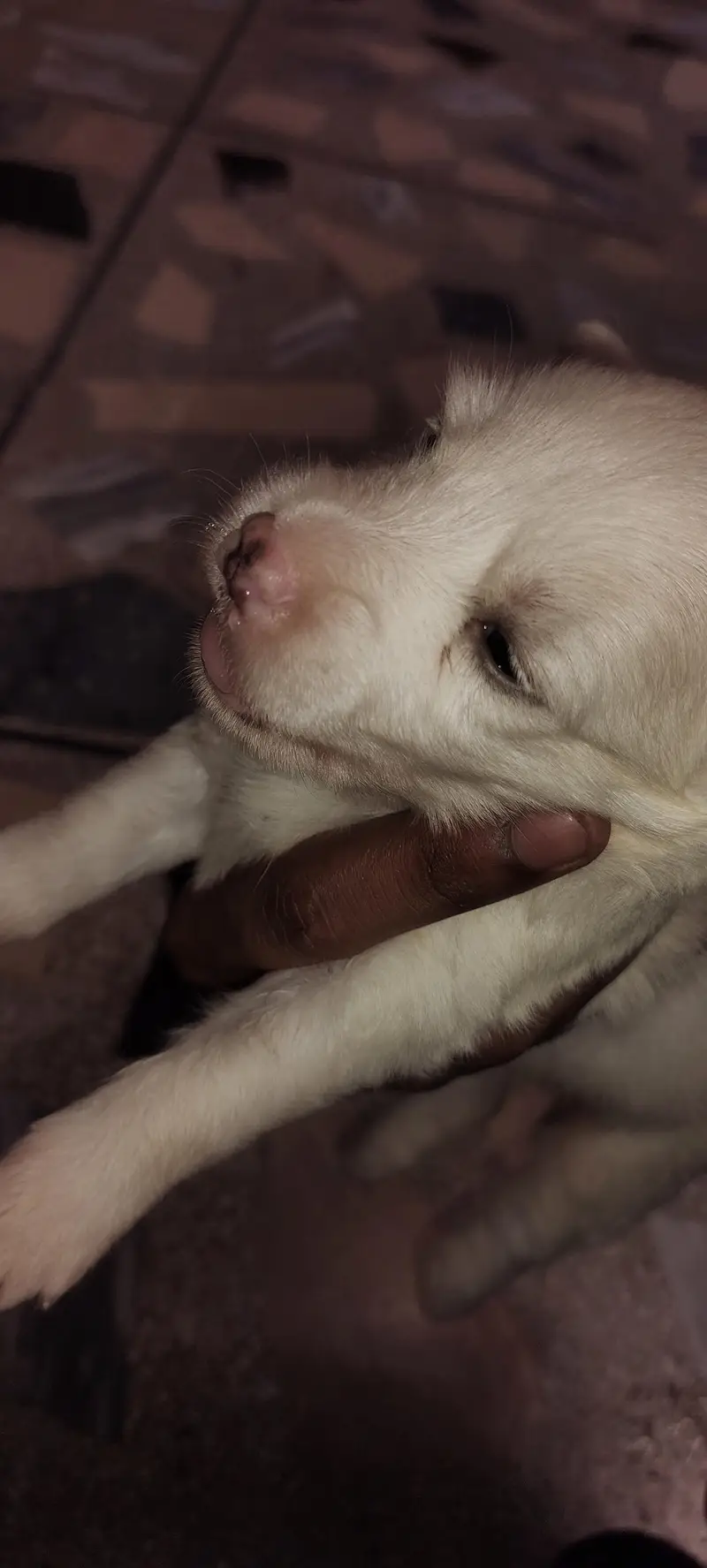 Russian dogs — photo 6