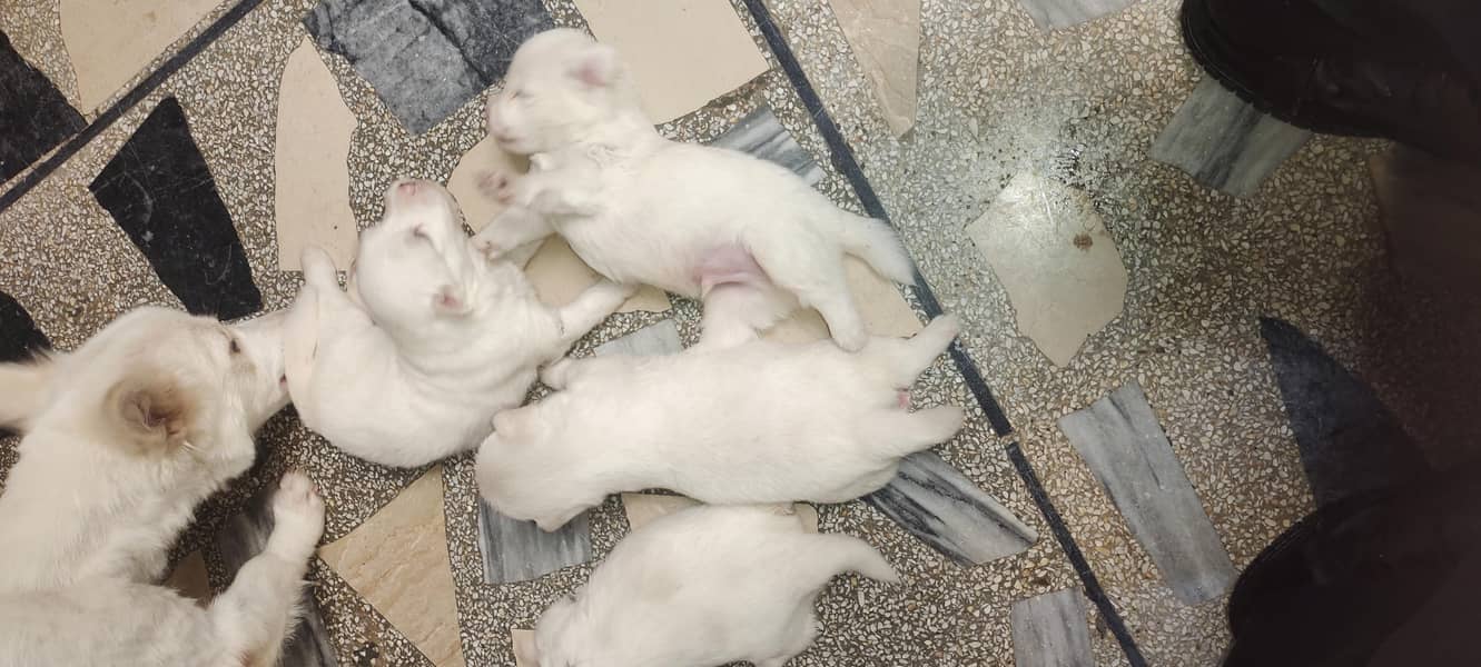Russian dogs 6