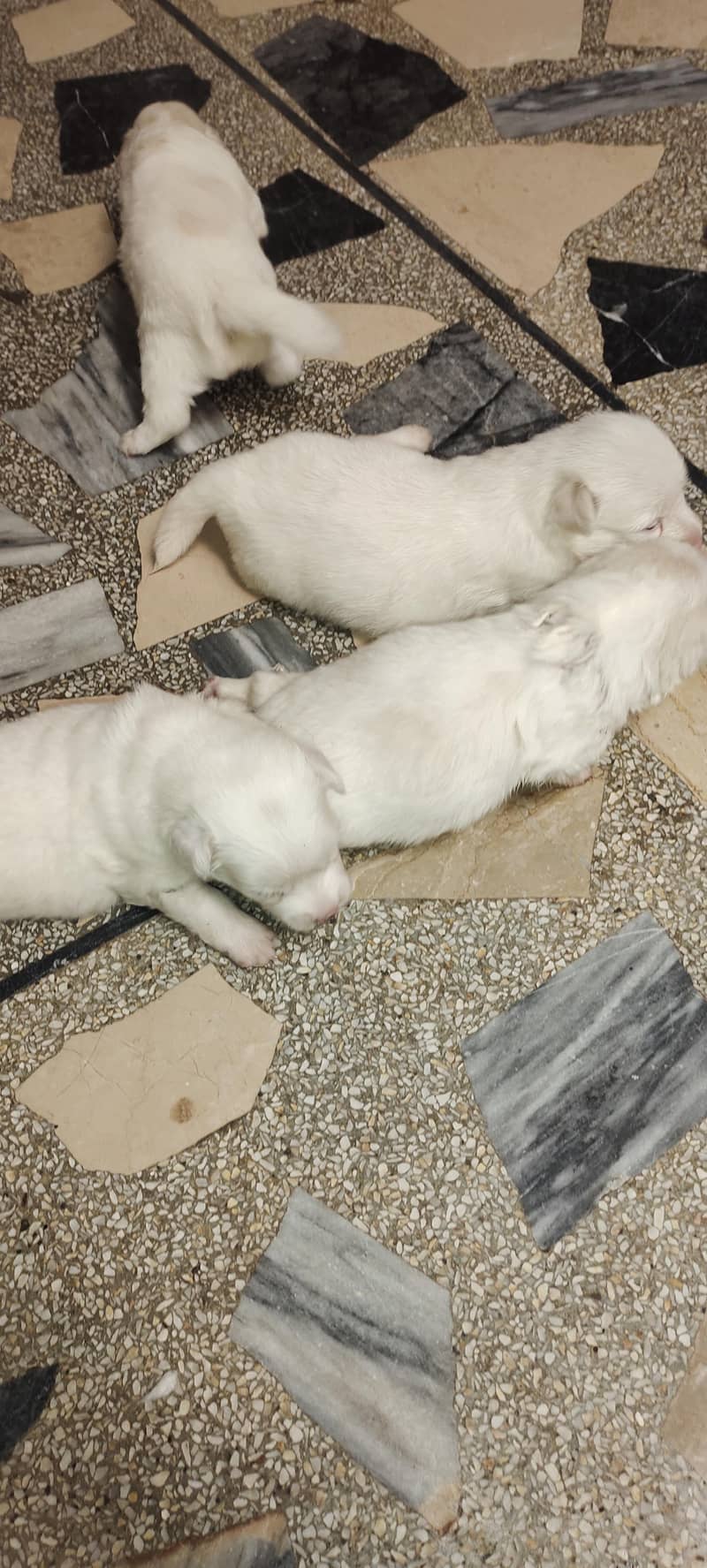 Russian dogs 8