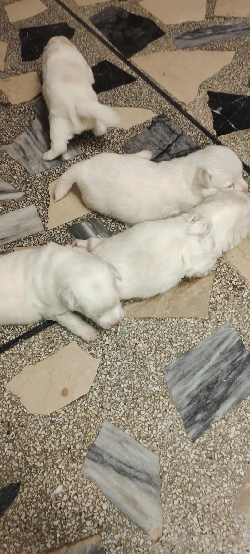Russian dogs — photo 9