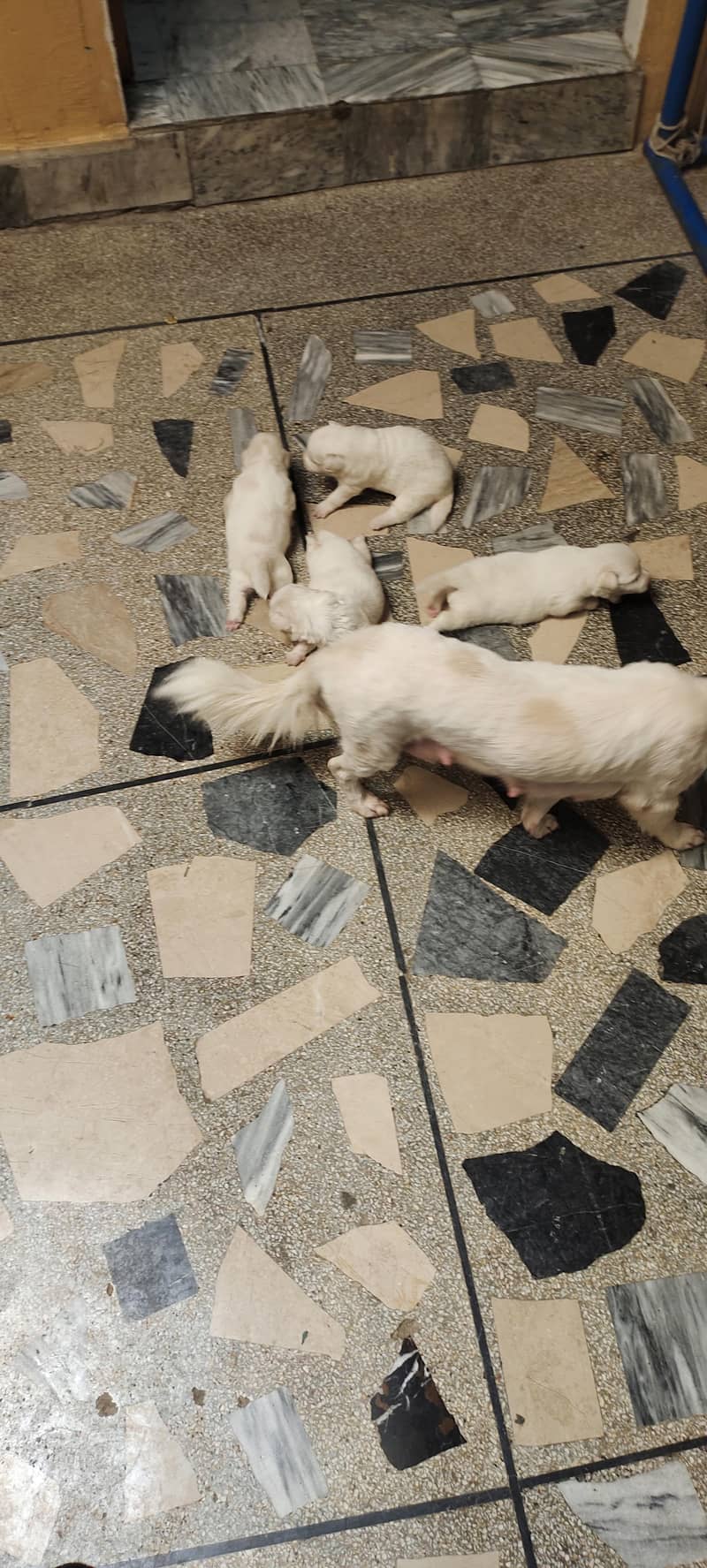 Russian dogs 9