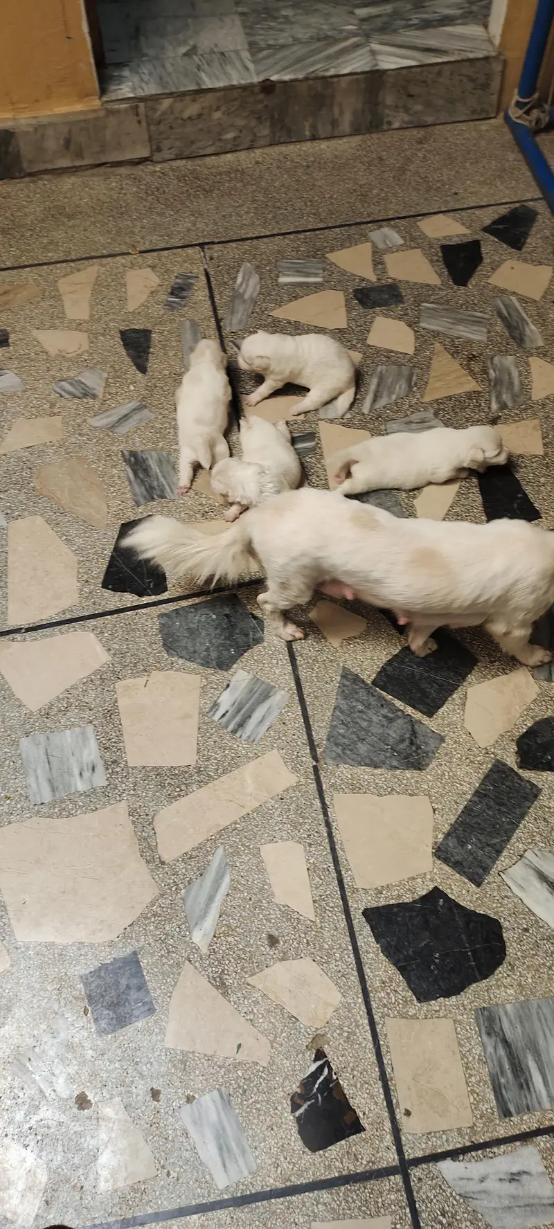 Russian dogs — photo 10