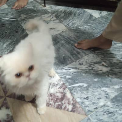 pikki face cat