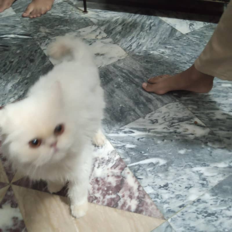 pikki face cat 0