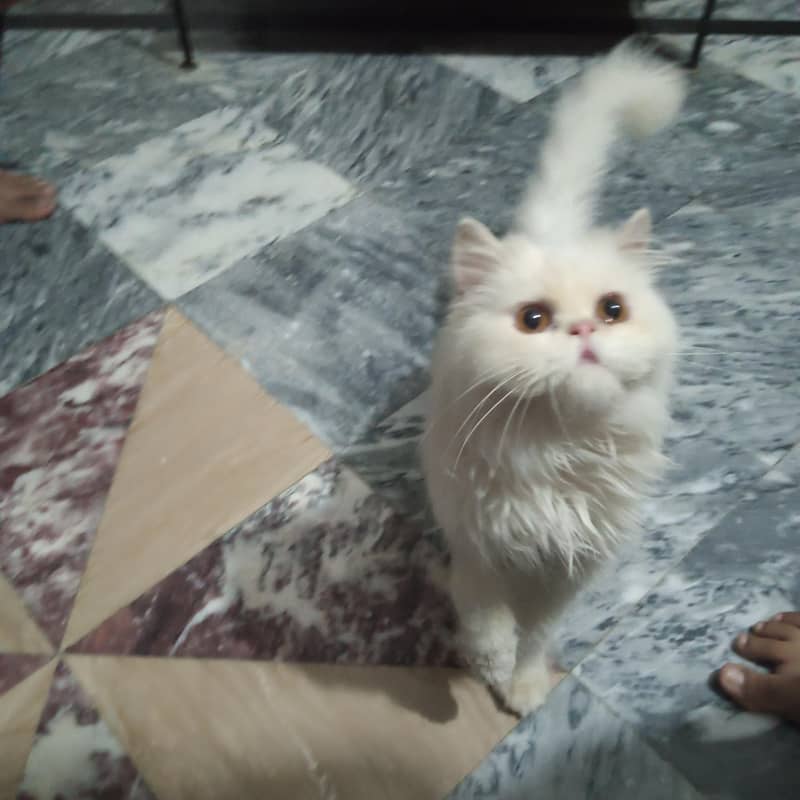 pikki face cat 1