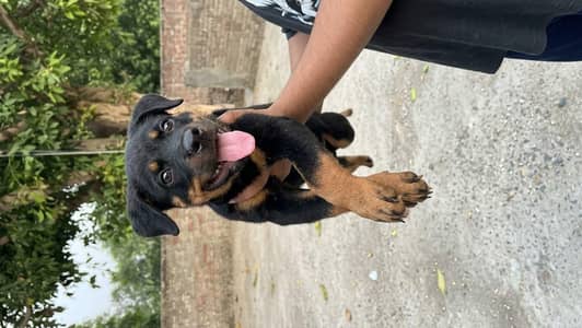 rottweiler top quality female available for new home