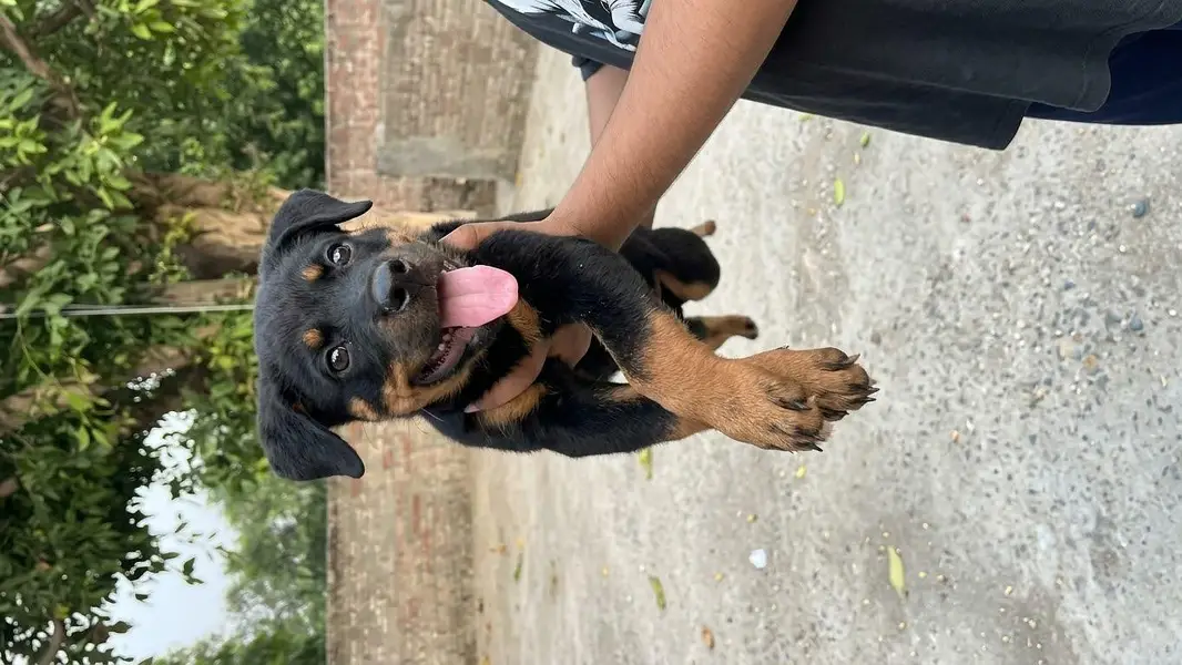 rottweiler top quality female available for new home