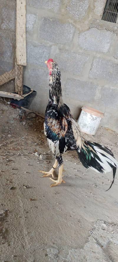 sawa male for sale 03103759121 whatsapp number