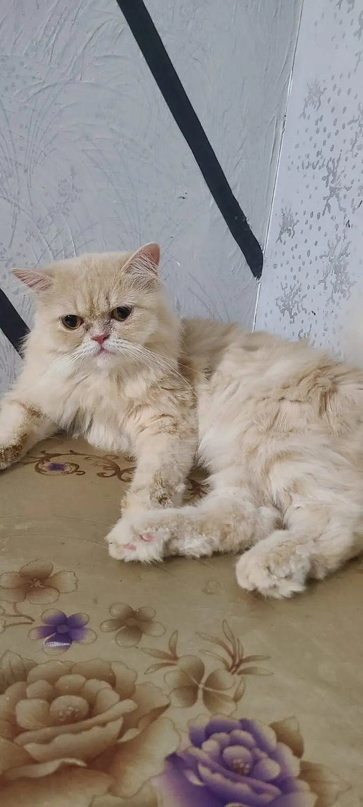 Pure Persian Cat for Sale — photo 2