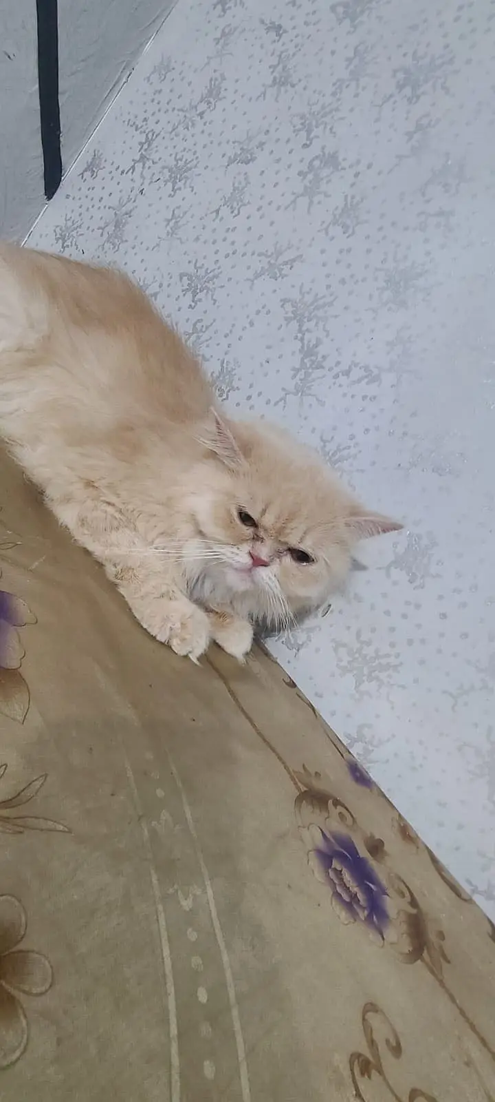 Pure Persian Cat for Sale — photo 3