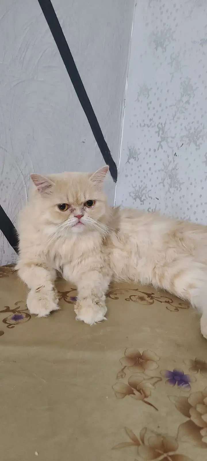 Pure Persian Cat for Sale — photo 4