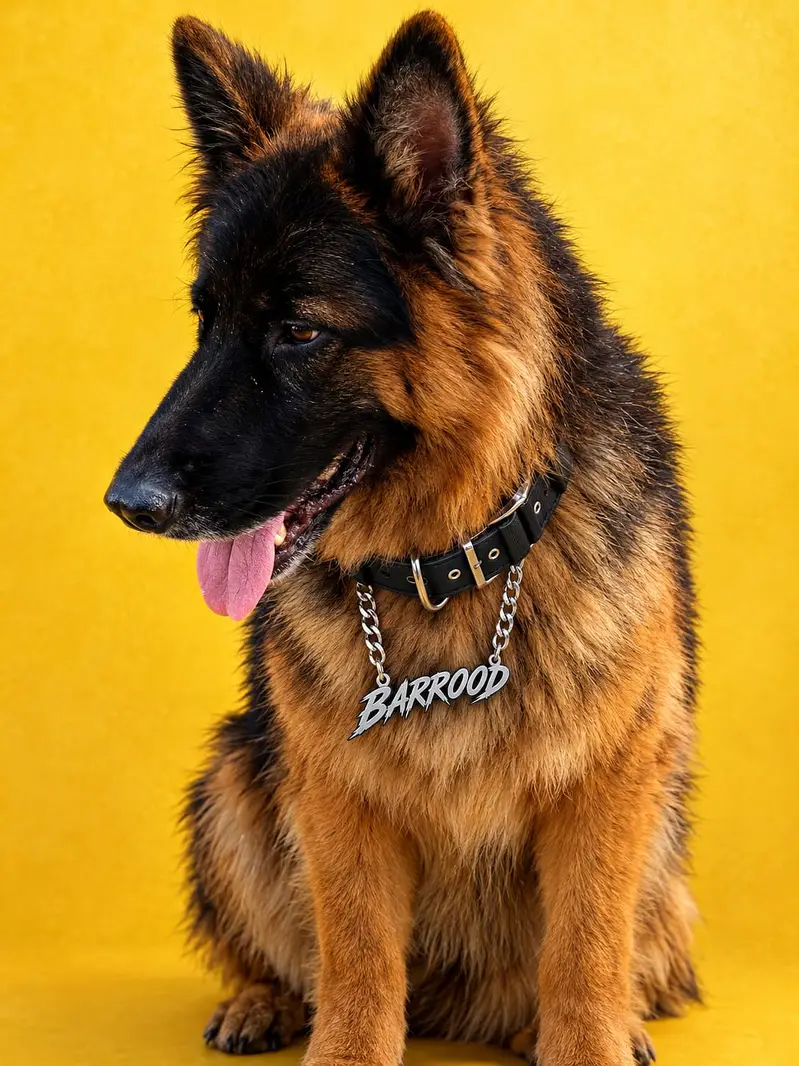 German shepherd 4 years old double coat