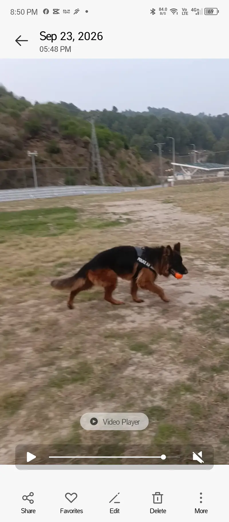 German shepherd 4 years old double coat — photo 3