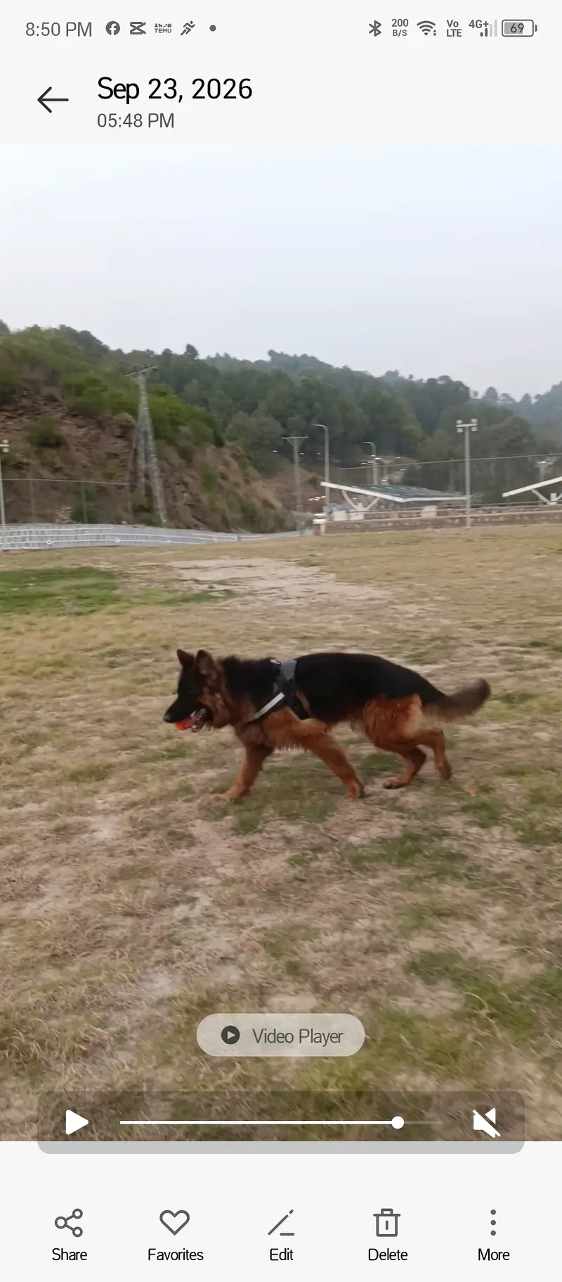 German shepherd 4 years old double coat — photo 4