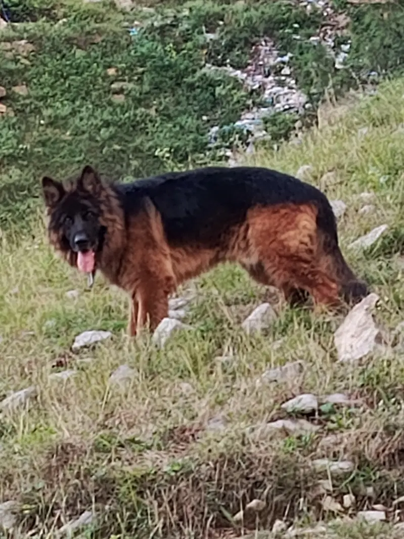 German shepherd 4 years old double coat — photo 5