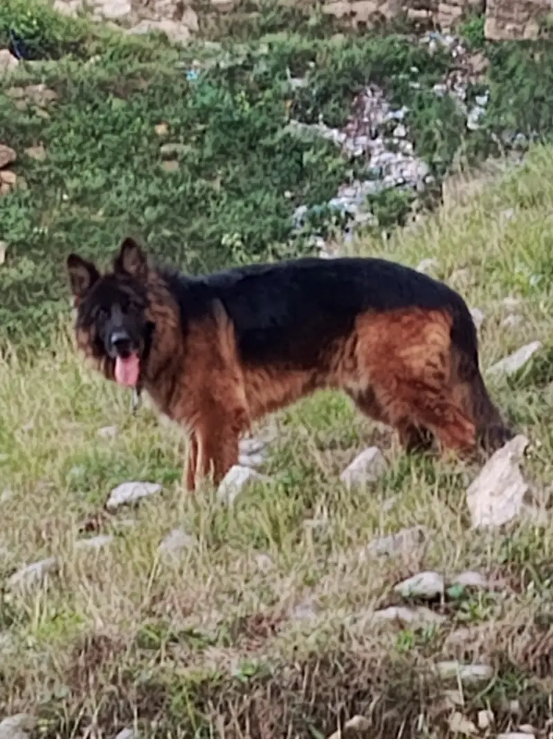 German shepherd 4 years old double coat — photo 6