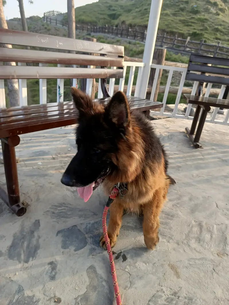 German shepherd 4 years old double coat — photo 7
