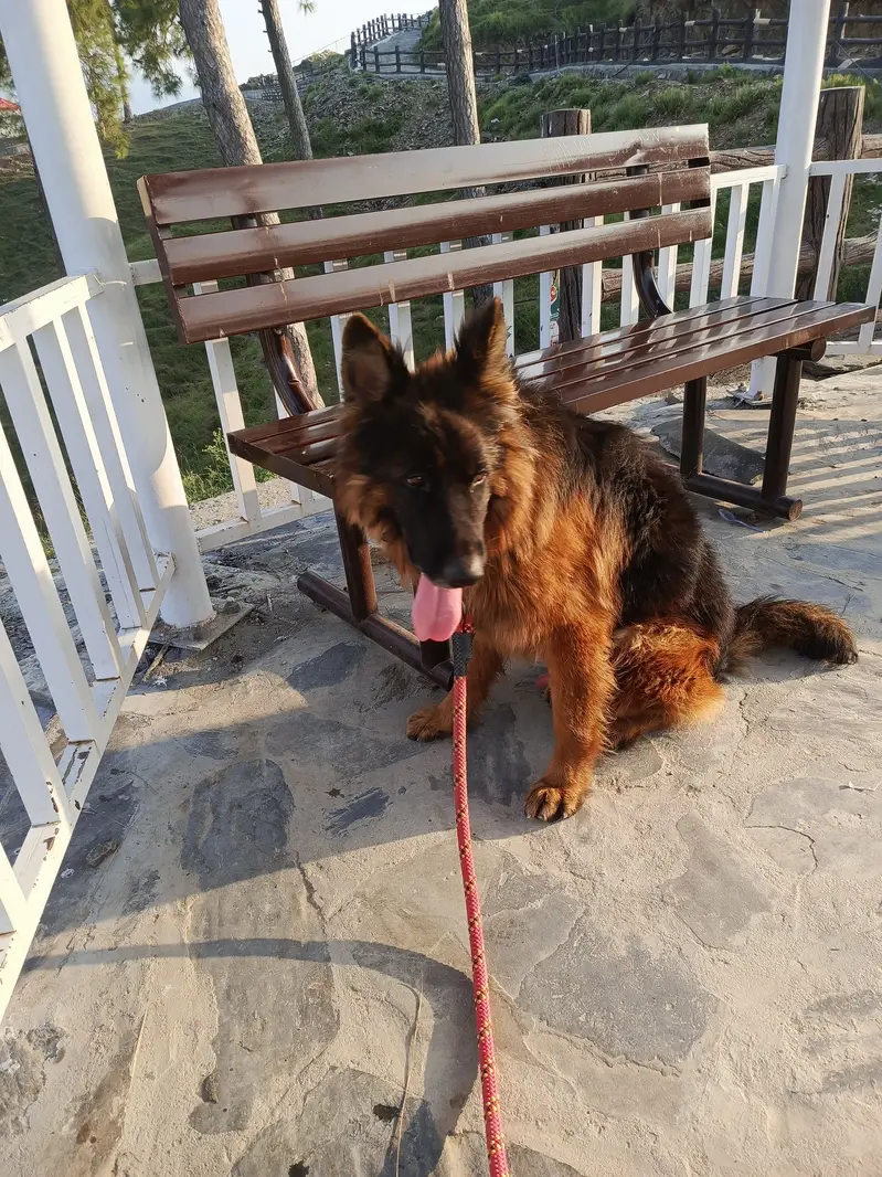 German shepherd 4 years old double coat — photo 8