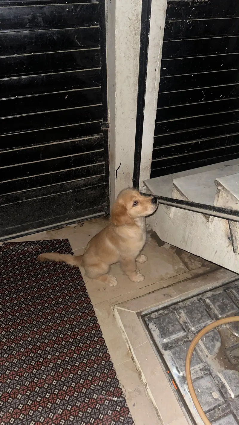 Golden retriever