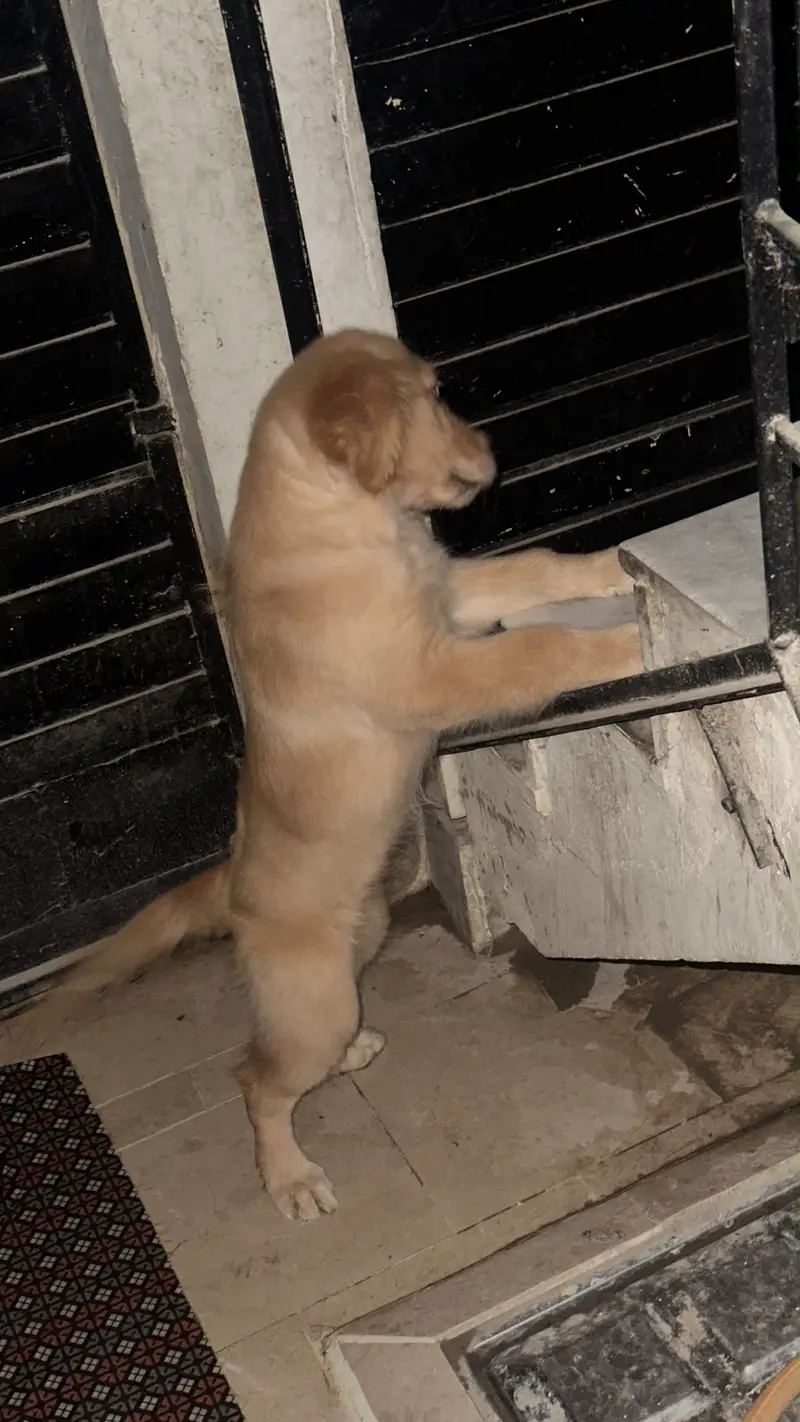 Golden retriever — photo 2