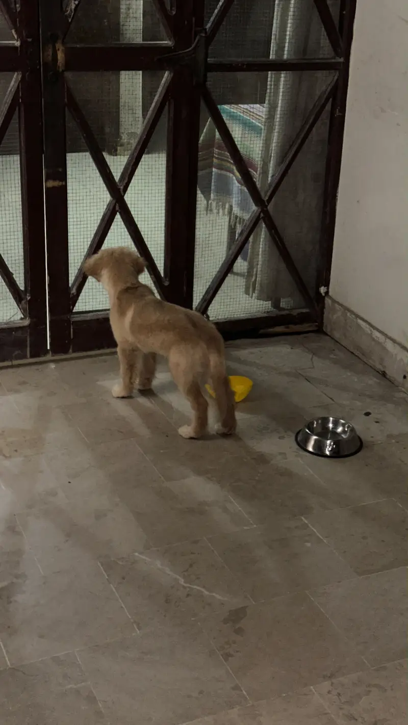 Golden retriever — photo 3