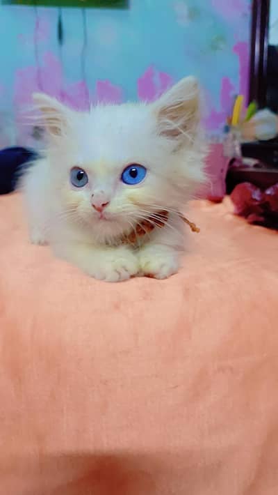Persian cat for sale