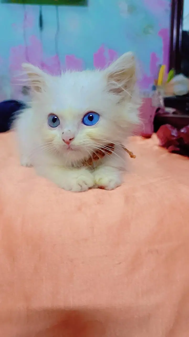 Persian cat for sale