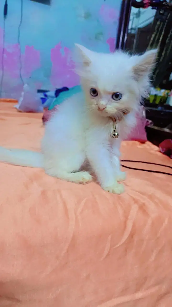 Persian cat for sale — photo 2