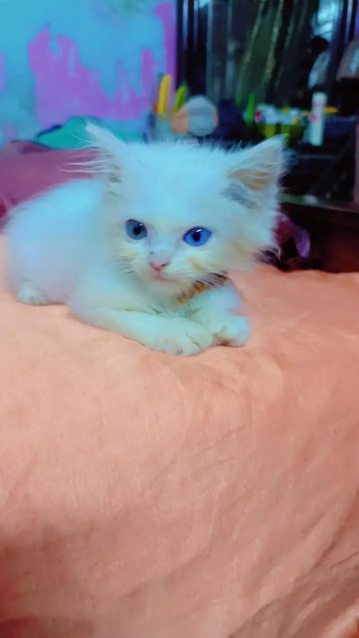 Persian cat for sale — photo 3