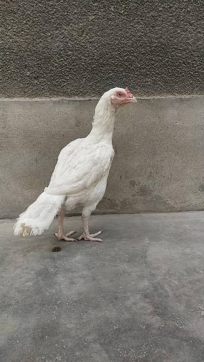 pakistani zero size mainwali heera/king size Shamo