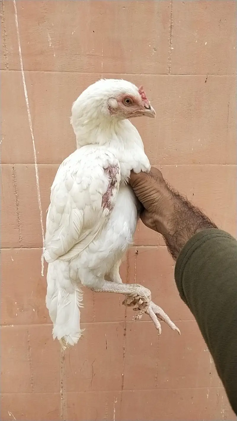 pakistani zero size mainwali heera/king size Shamo — photo 2