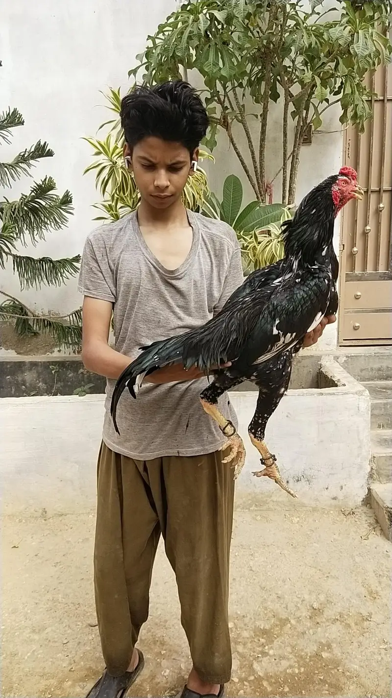 pakistani zero size mainwali heera/king size Shamo — photo 3