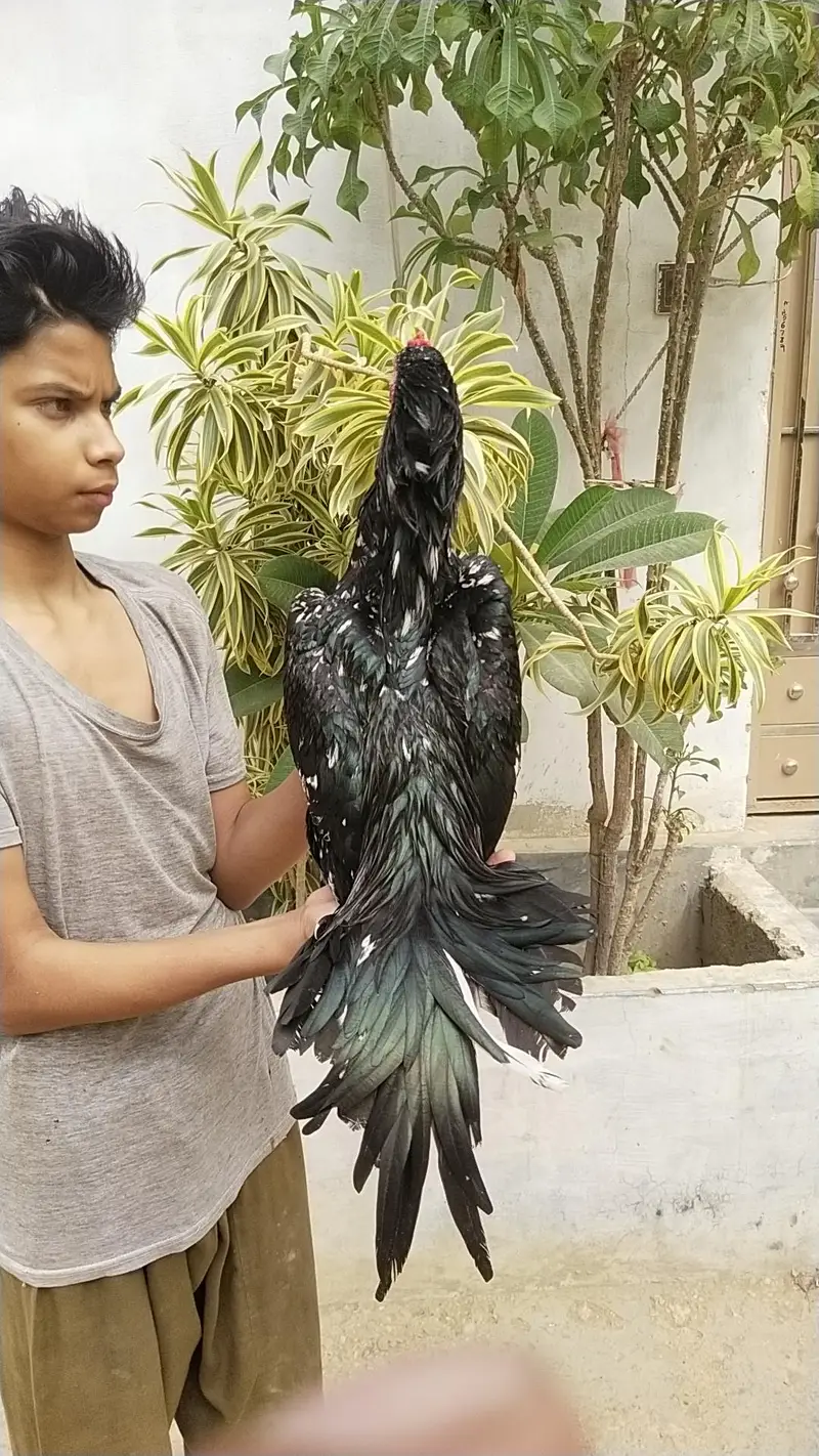 pakistani zero size mainwali heera/king size Shamo — photo 4