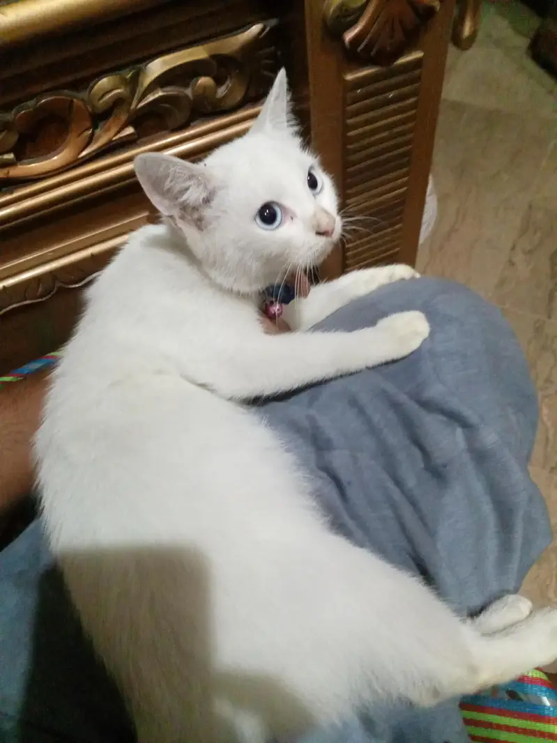 very nice cat