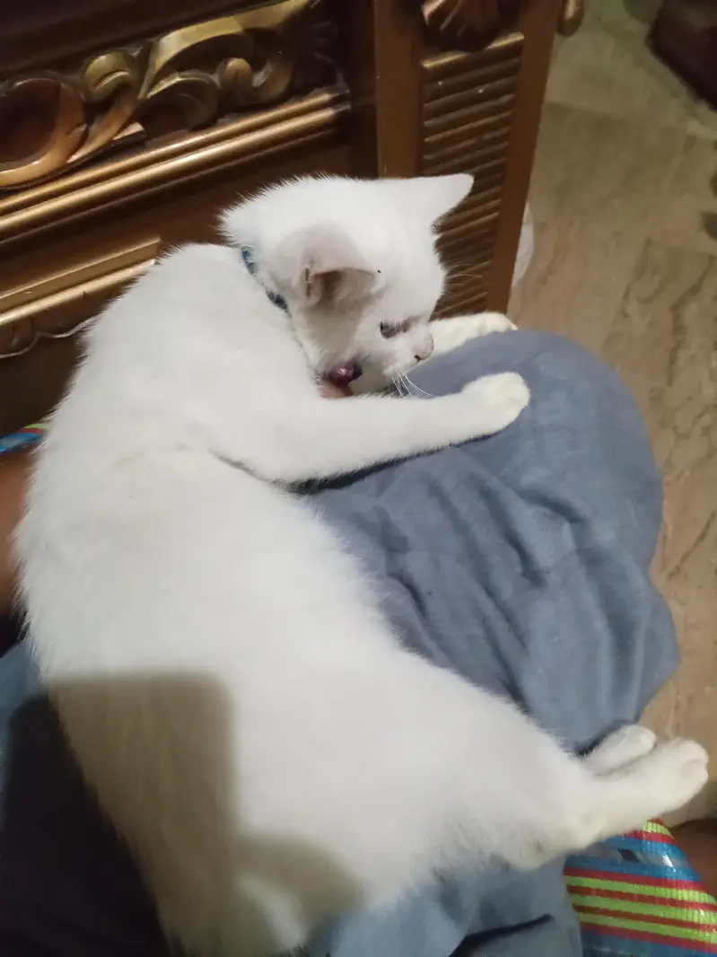 very nice cat — photo 2
