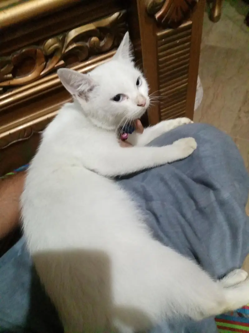 very nice cat — photo 3