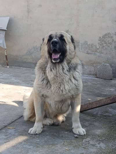 Rare Caucasian Shepherd Male Extreme Guard