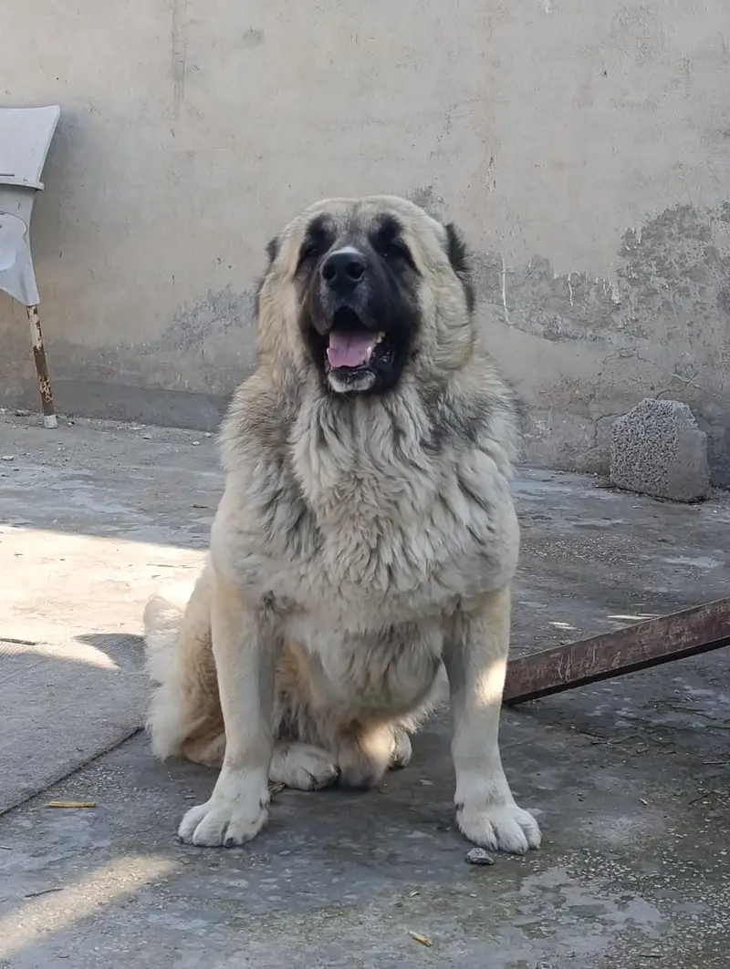 Rare Caucasian Shepherd Male Extreme Guard