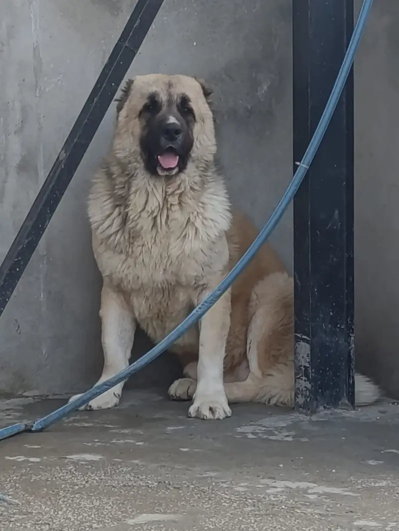 Rare Caucasian Shepherd Male Extreme Guard — photo 2