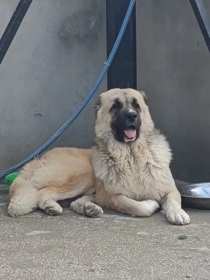 Rare Caucasian Shepherd Male Extreme Guard — photo 3