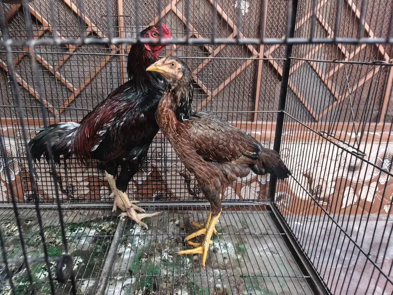 quality aseel pair for sale
