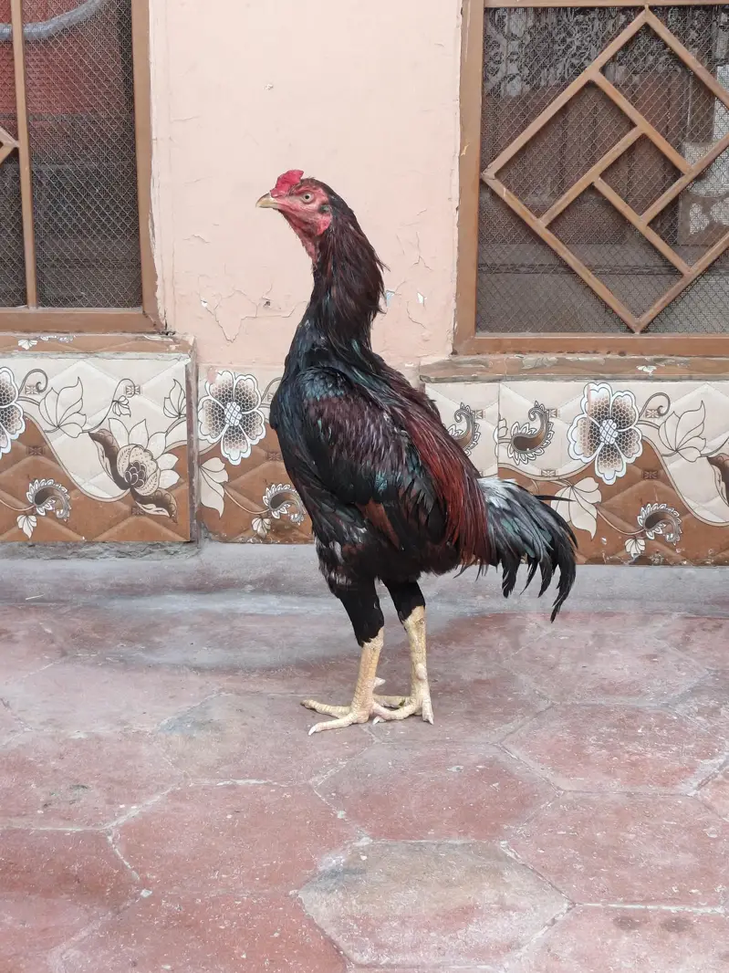 quality aseel pair for sale — photo 2