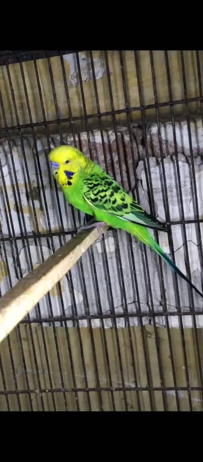King size male crested female