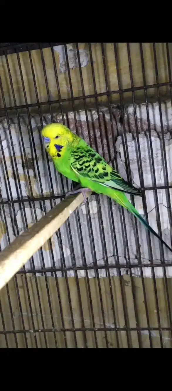 King size male crested female