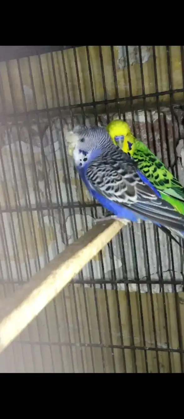 King size male crested female — photo 2